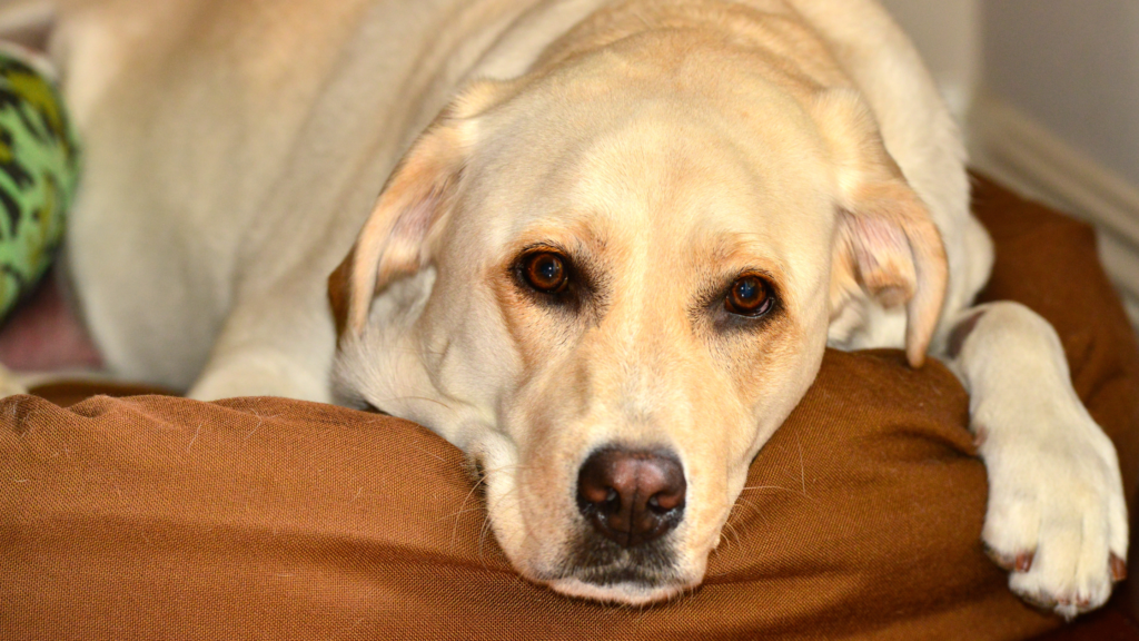 lethargic labrador dog