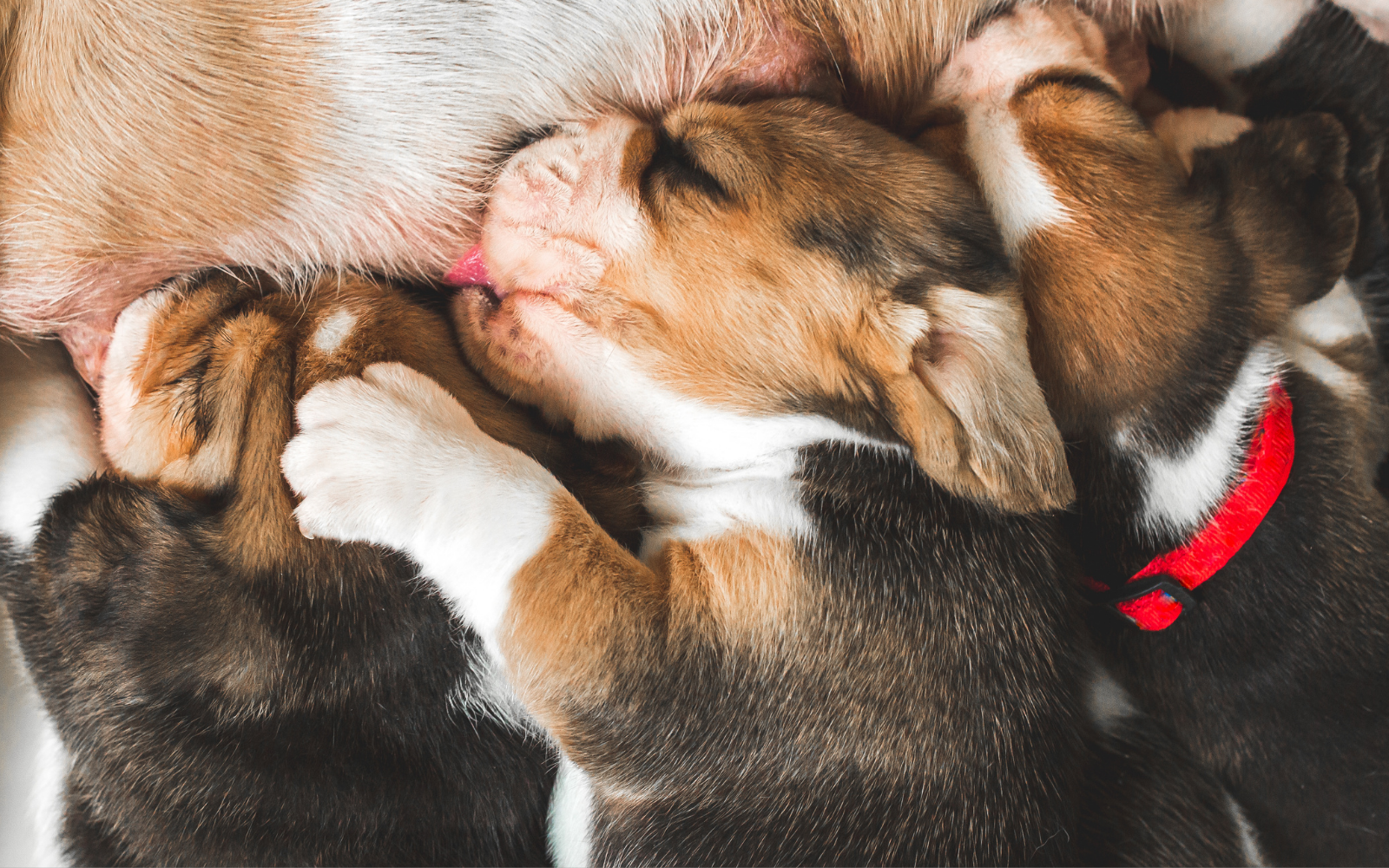 RVC Puppy Study