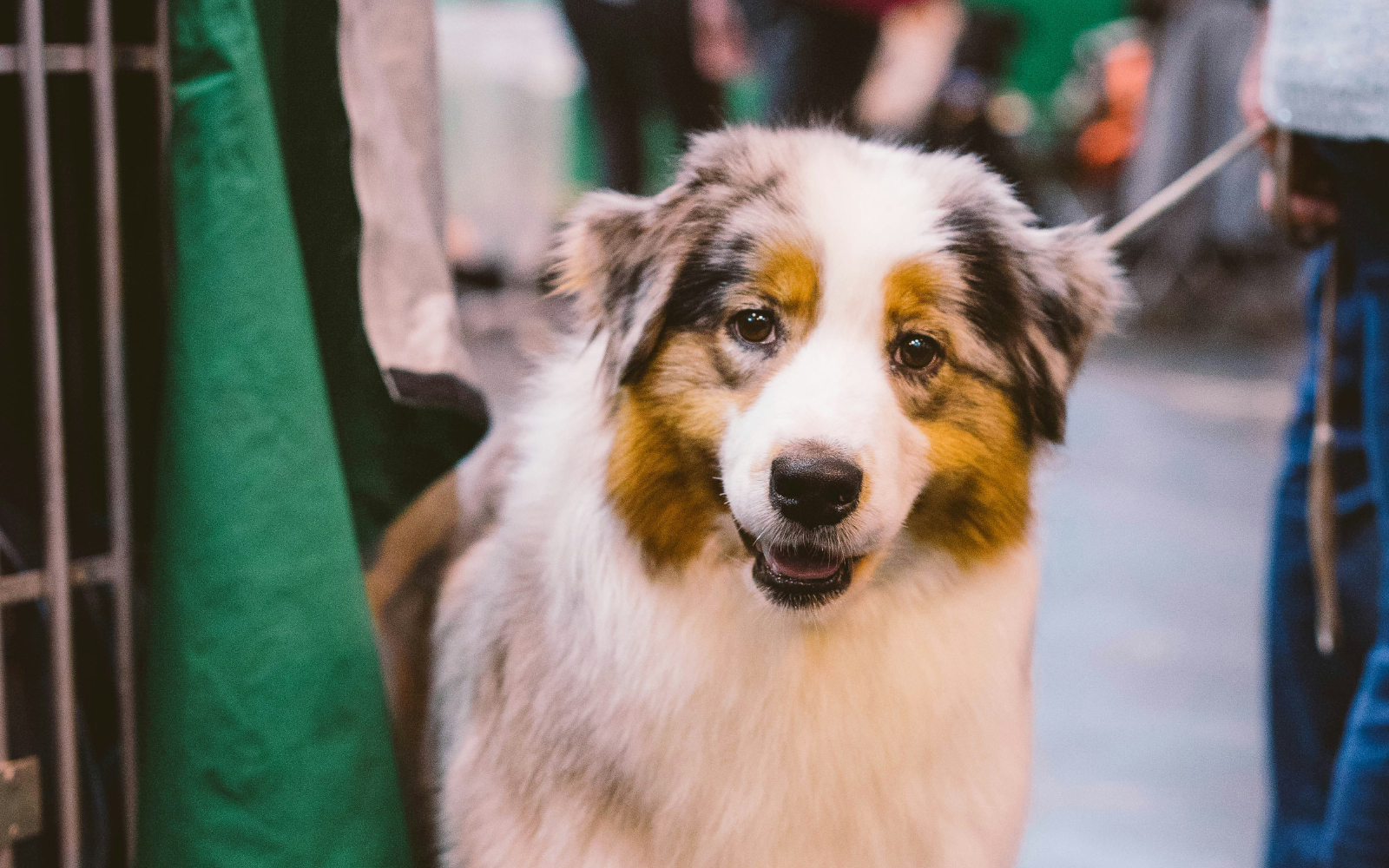 Crufts 2026: Dates, Location, Tickets & What to Expect at the World’s Greatest Dog Show