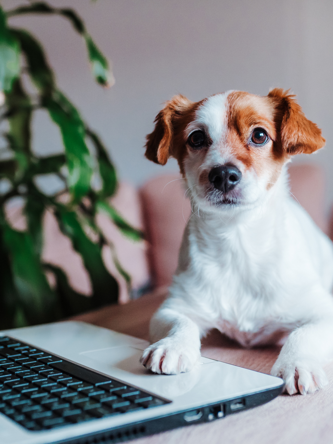 Join Yappily pulse to shape dog's futures