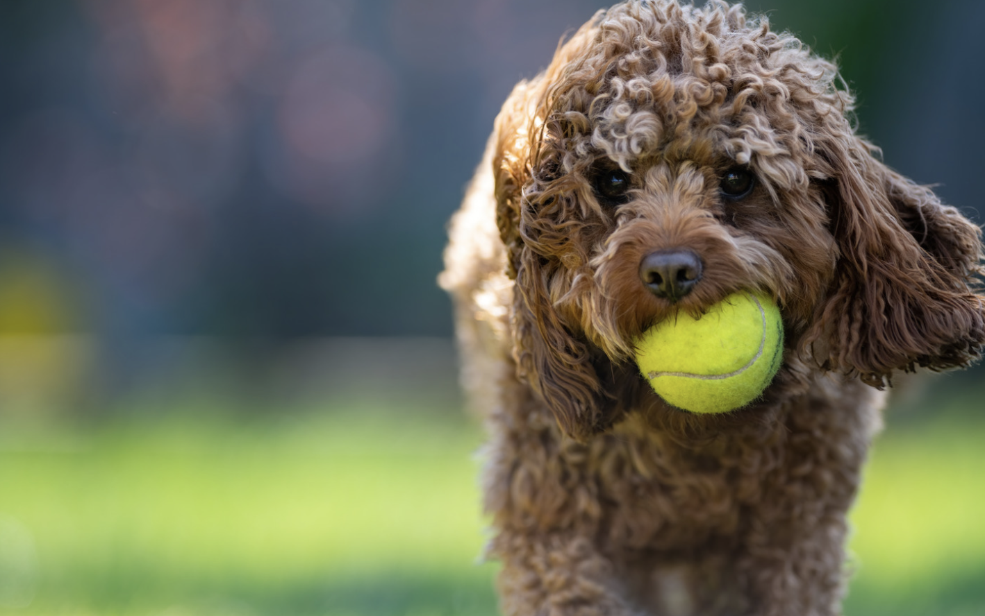RVC Cockapoo Study