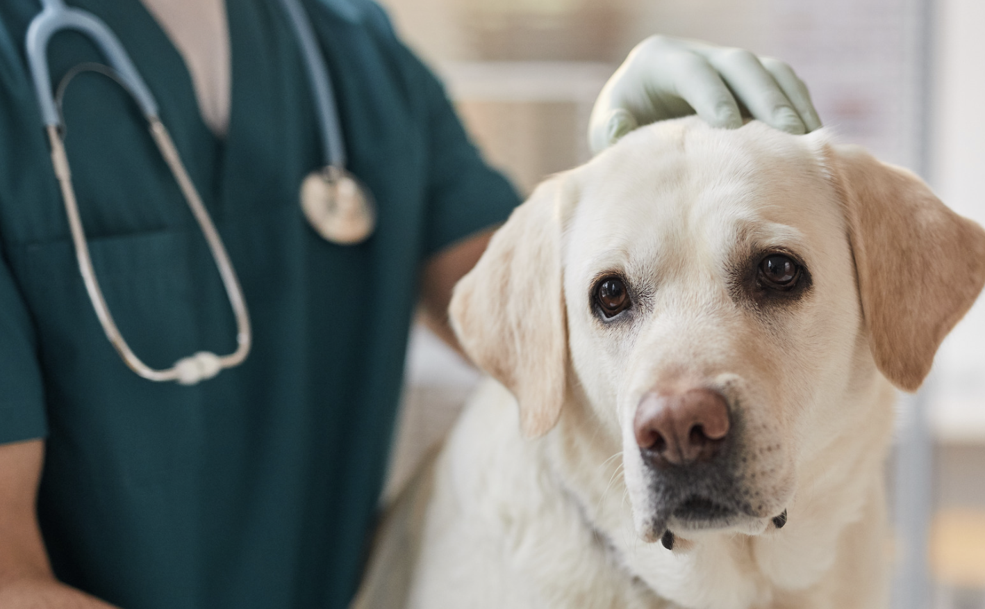 Vet pricing reforms
