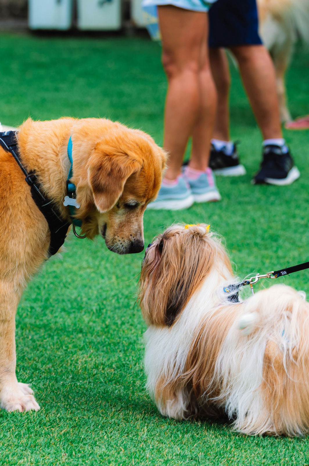 Tails wagging and paws tapping, two canine friends reunite in a joyful Crufts 2024 greeting.